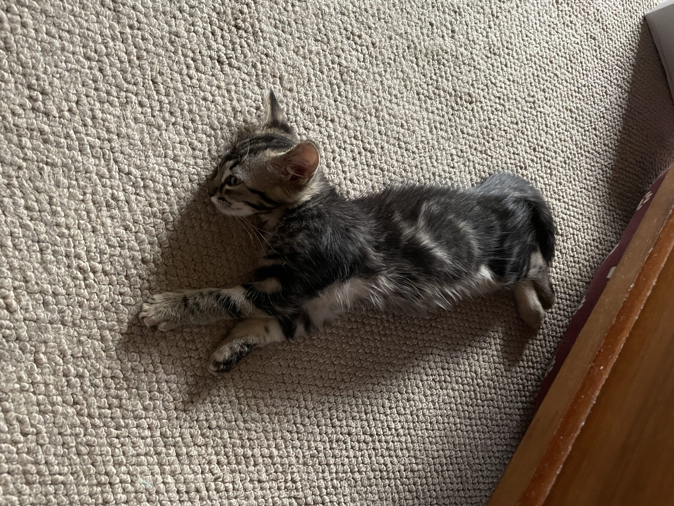 jennycat as a baby