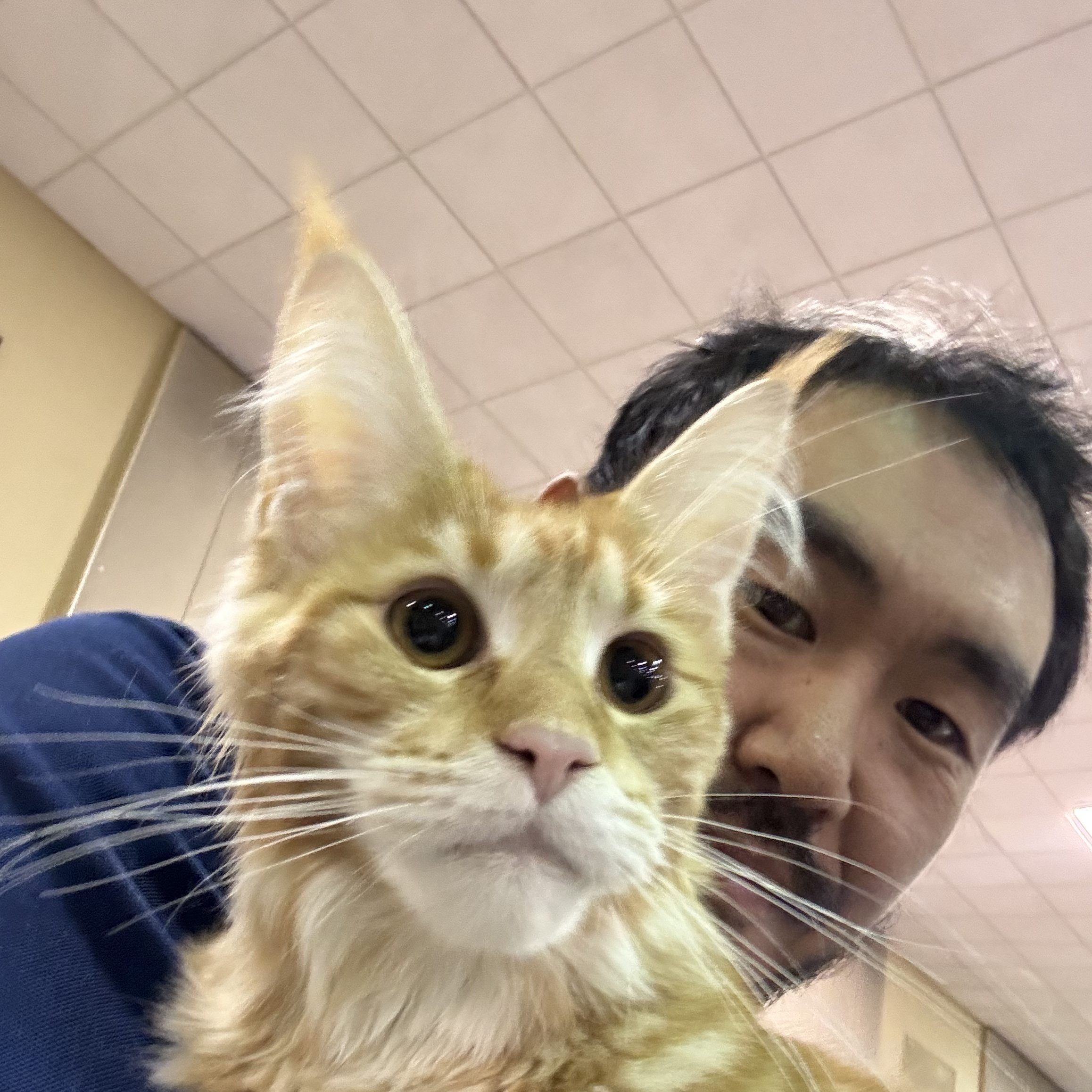 maine coon