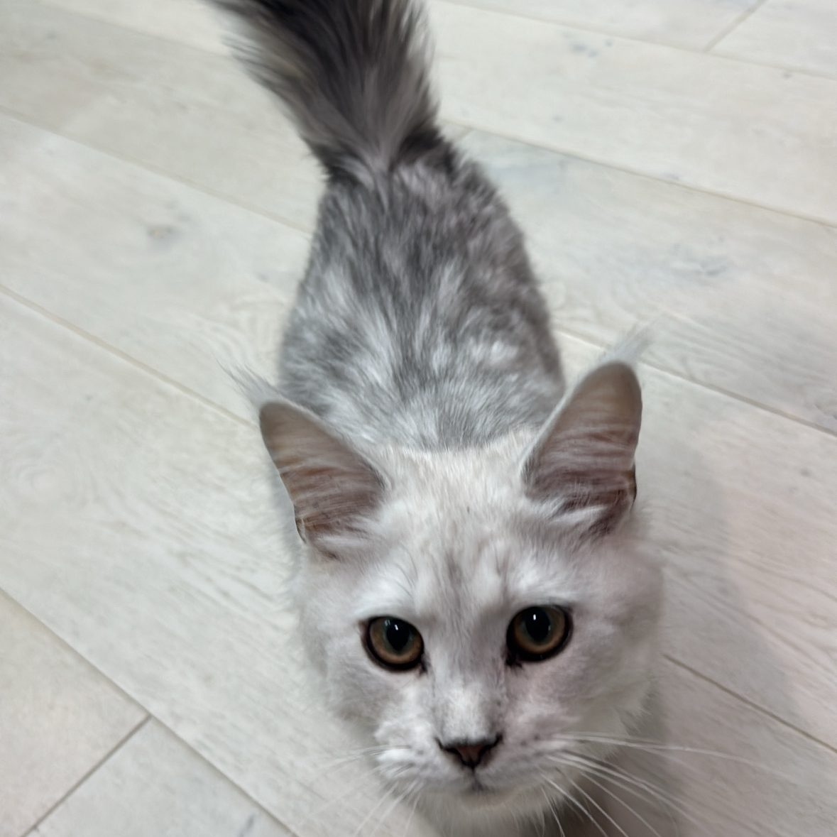 maine coon