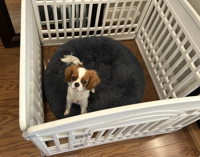 GumiSeao Pet Playpen Review