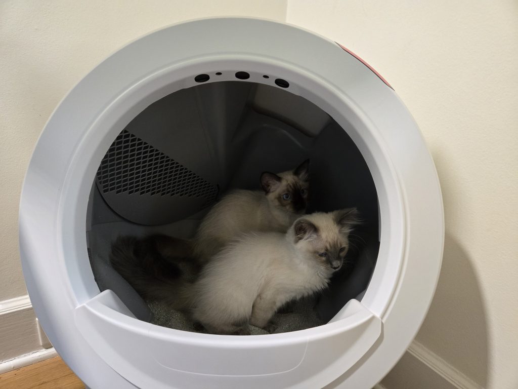 litter robot 4 with cats inside
