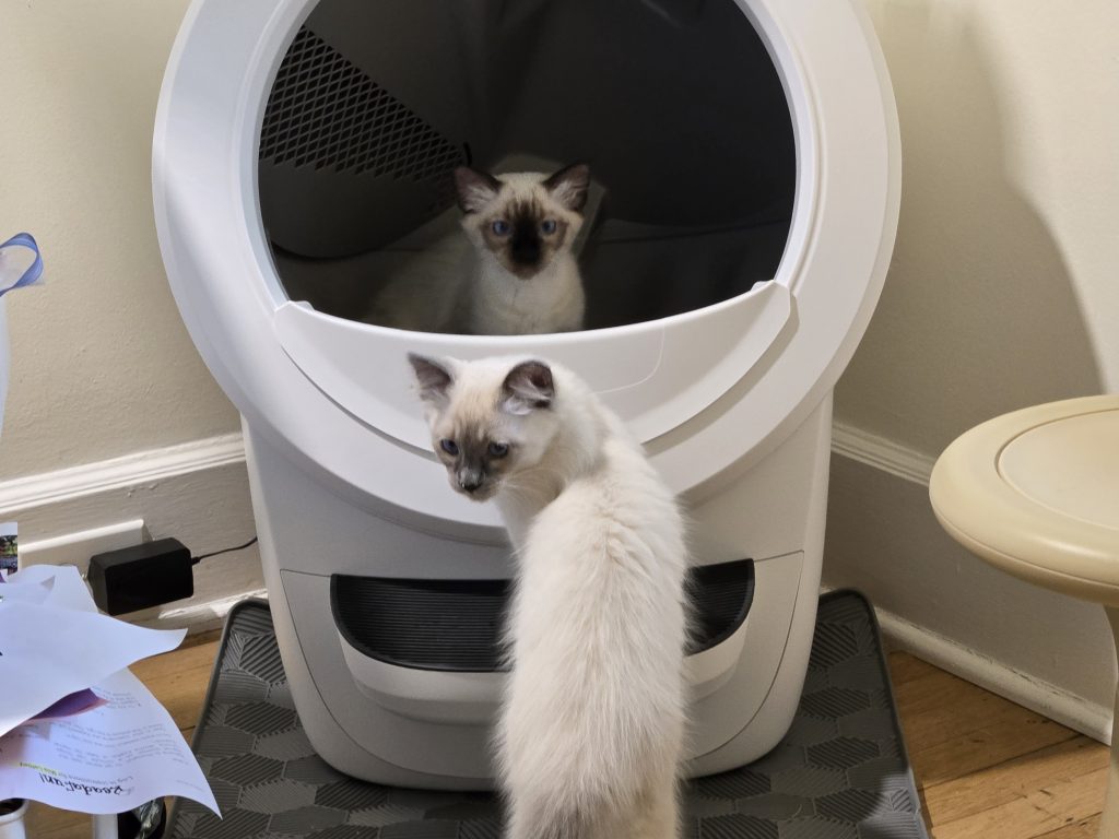 litter robot 4 with exploring cats