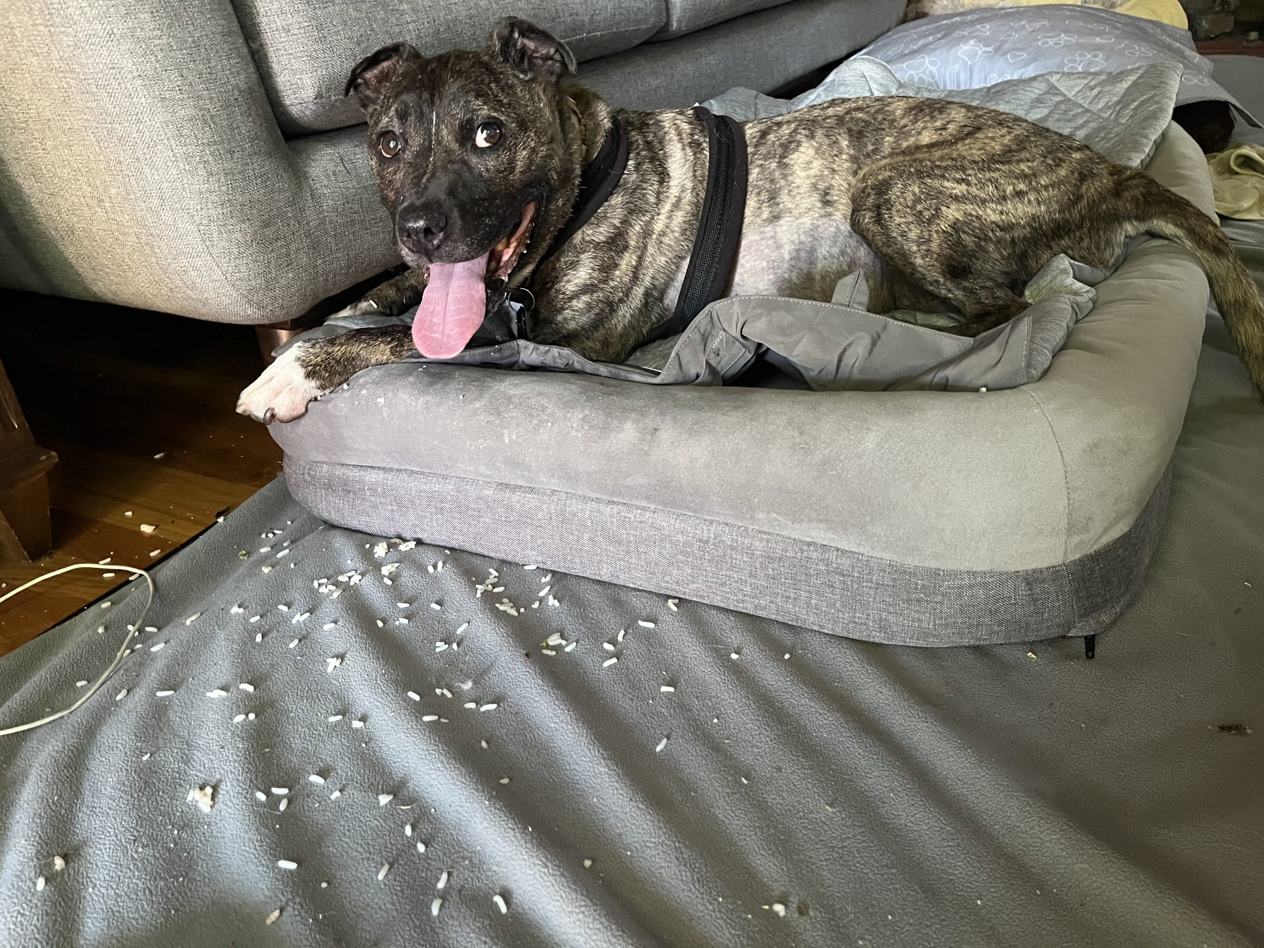 Improvia Reusable Puppy Pee Pads