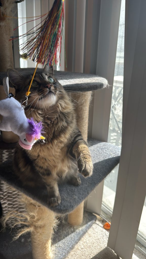 jennycat playing with zippystick unicorn interactive cat teaser wand for cats 2