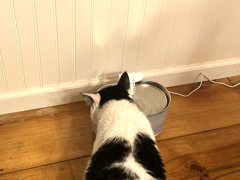 Cat drinking from the Petlibro Capsule Water Fountain