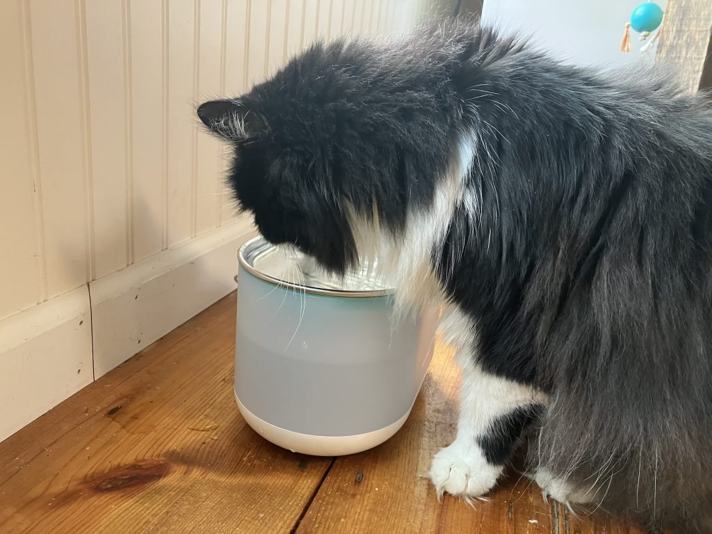 Cat drinking from the Petlibro Capsule Water Fountain