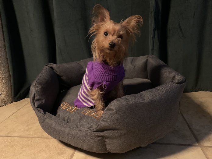 Wendy loves her bed