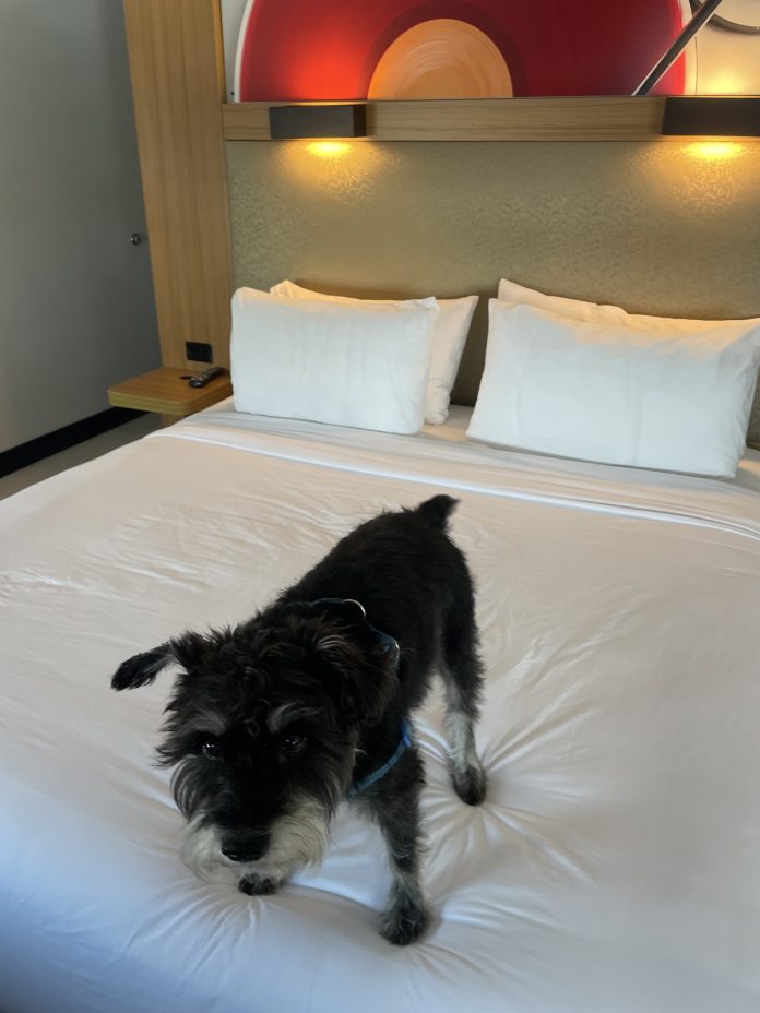 Mini schnauzer on bed at Aloft Hotel in Mount Laurel