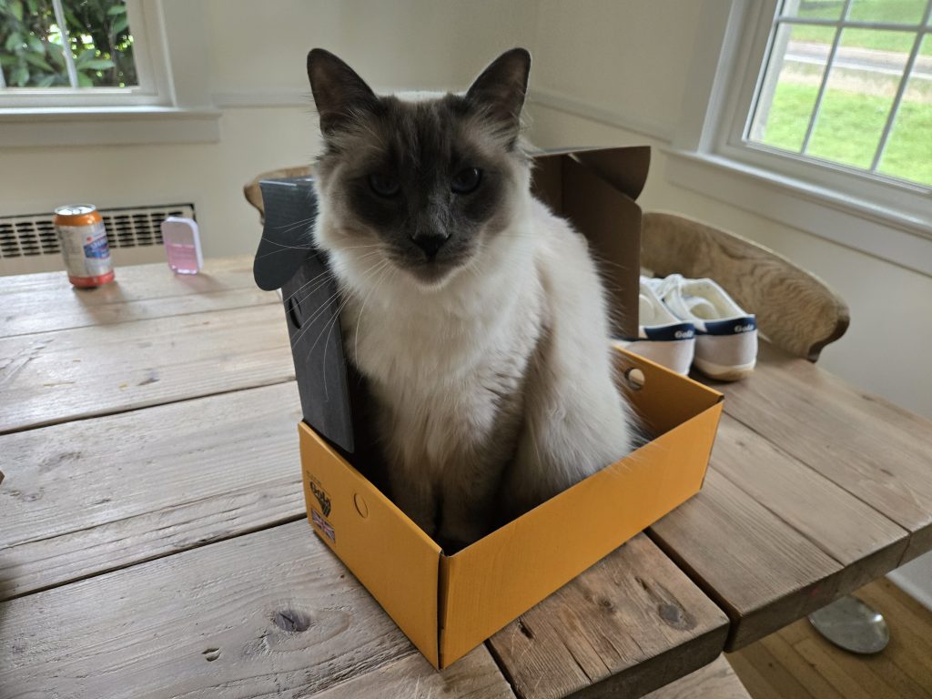 Gola Classics Men's Badminton Plimsoll Sneakers Review cat if i fits i sits